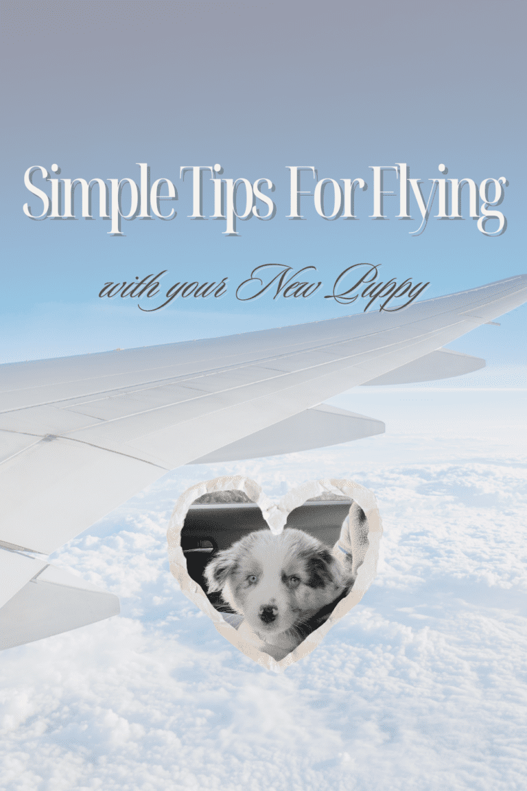 Jet-Set Puppy: 4 Simple Airplane Tips for Flying with Your New Puppy